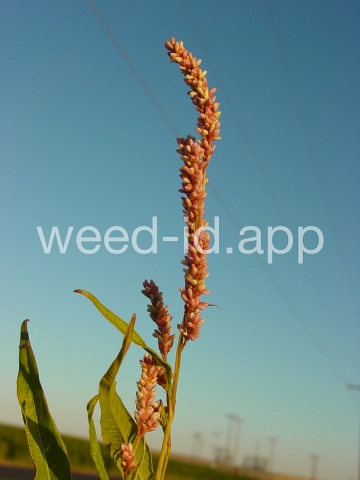 smartweed, pale